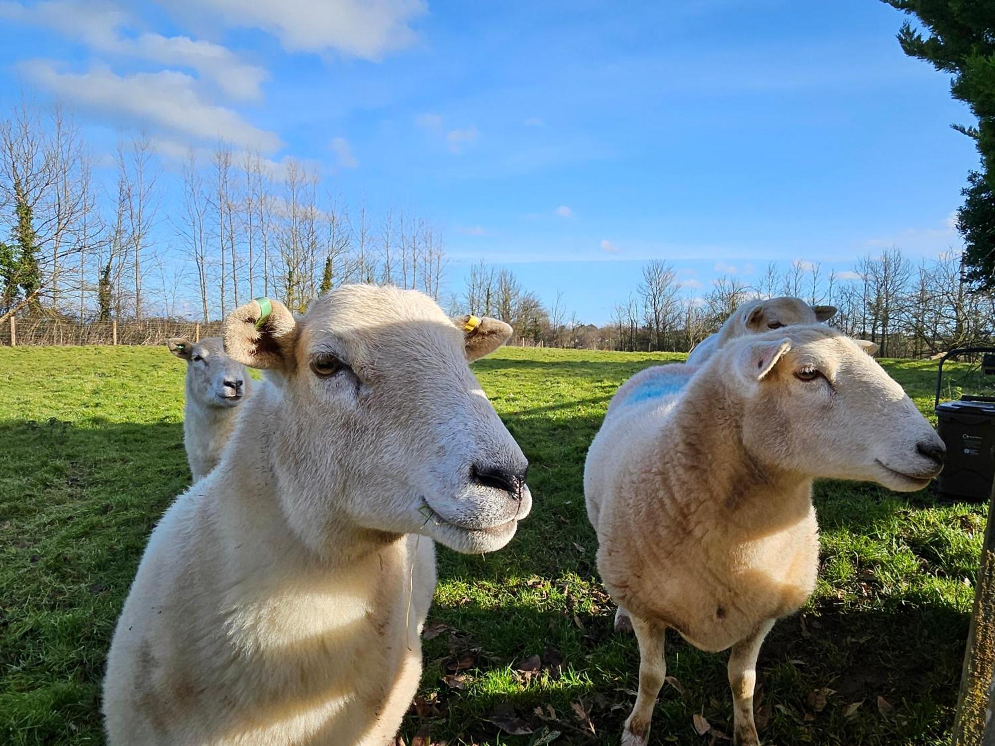 Sleeps 12, Stunning Dog Friendly Lodge, Rural Village Nether Stowey Eksteriør bilde